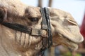 Dromedary Camel near Jericho