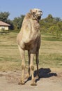 Dromedary camel in a park Royalty Free Stock Photo