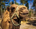 A dromedary camel seems to laugh for the camera at a wildlife rescue zoo. Royalty Free Stock Photo