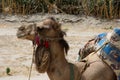 Dromedary camel posing fof the camera Royalty Free Stock Photo