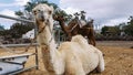 Dromedary Camel Resting on Ground