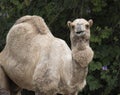 Dromedary Camel Royalty Free Stock Photo