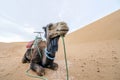 Smiling dromedary camel resting on Sahara Desert in Morocco, Africa Royalty Free Stock Photo