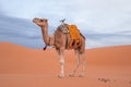 Dromedary camel standing on sand in desert against cloudy sky Royalty Free Stock Photo