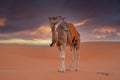 Dromedary camel standing on sand in desert against cloudy sky Royalty Free Stock Photo