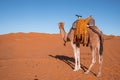 Dromedary camel standing on sand dunes in desert on sunny summer day Royalty Free Stock Photo