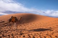 Dromedary camel standing on sand dunes in desert on sunny summer day Royalty Free Stock Photo