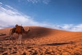 Dromedary camel standing on sand dunes in desert on sunny summer day Royalty Free Stock Photo