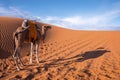 Dromedary camel standing on sand dunes in desert on sunny summer day Royalty Free Stock Photo