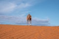 Dromedary camel standing on sand dunes in desert on sunny summer day Royalty Free Stock Photo