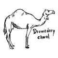 dromedary camel standing on the sand - vector illustration sketch hand drawn with black lines, isolated on white background Royalty Free Stock Photo