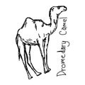 Dromedary camel - vector illustration sketch hand drawn with black lines, isolated on white background Royalty Free Stock Photo