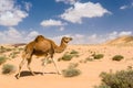 Dromedary camel walking in the desert, Wadi Draa, Tan- Tan, Moro Royalty Free Stock Photo