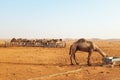 Dromedary camels inside a pen with one drinking water in the desert of Riyadh, Saudi Arabia.