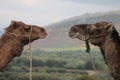 The dromedary camels of Morroco