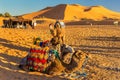 Dromedary camels resting at Erg Chebbi dunes of Sahara desert. Merzouga, Morocco Royalty Free Stock Photo