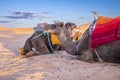 Dromedary camels sitting on sand in desert against sky on summer day