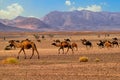 Dromedary camels in Sahara, Morocco, Africa