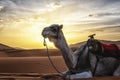 Dromedary camels sitting on sand in desert against sky during sunset