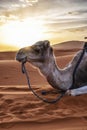 Dromedary camels sitting on sand in desert against sky during sunset Royalty Free Stock Photo