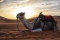 Dromedary camels sitting on sand in desert against sky during sunset