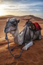 Dromedary camels sitting on sand in desert against sky during sunset