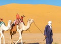 Dromedary camels walk promenade Tuareg man