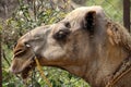 Closeup of head of dromedary or One-humped Camel (Camelus Dromedarius) : (pix Sanjiv Shukla)