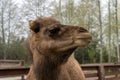 Dromedary (Camelus dromedarius) camel behind fence in zoo Royalty Free Stock Photo