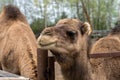Dromedary (Camelus dromedarius) camel behind fence in zoo Royalty Free Stock Photo