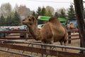 Dromedary (Camelus dromedarius) camel behind fence in zoo Royalty Free Stock Photo
