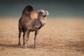 Dromedary or One-humped Camel