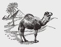 Dromedary camelus dromedarius standing in the sahara desert in front of a palm and three pyramids Royalty Free Stock Photo