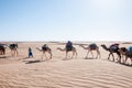 Dromedary caravan, Hamada du Draa (Morocco) Royalty Free Stock Photo