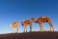 Dromedary caravan in Erg Chigaga at sunrise, Morocco