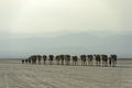 Dromedary caravan trotting across a salt desert