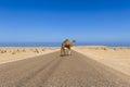 Dromedary Royalty Free Stock Photo