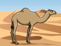 Dromedary in the desert