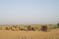 Dromedary, dromedary camel, Arabian camel,or one-humped camels are used for camel riding, adventure sport. Thar desert, Rajasthan