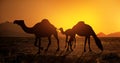 Dromedary family grazing at sunset - silhouette Royalty Free Stock Photo