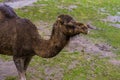 Dromedary head in closeup, Arabian camel chewing on some hay