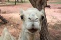 Dromedary in Loumbila, Burkina Faso, West Africa