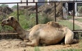 Dromedary or One-humped Camel (Camelus Dromedarius) resting by the fence : (pix Sanjiv Shukla)