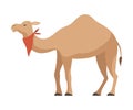 Dromedary, One Humped Camel Desert Animal with Red Neckerchief Vector Illustration Royalty Free Stock Photo