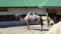 Dromedary resting lying on the sand on a sunny day Royalty Free Stock Photo