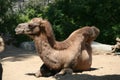 Dromedary