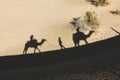 Dromedary shadow in the desert of thar Royalty Free Stock Photo