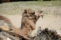 Dromedary