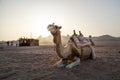 Dromedary sitting on the sand with a wooden hut and hills in the background at sunset