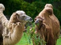 Dromedary is a large even-toed ungulate with one hump on its back